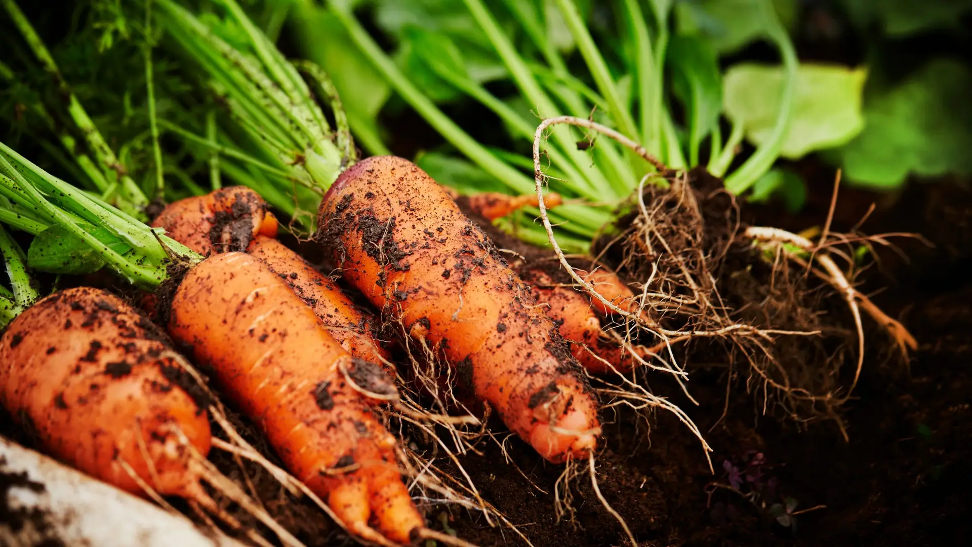 vegetable