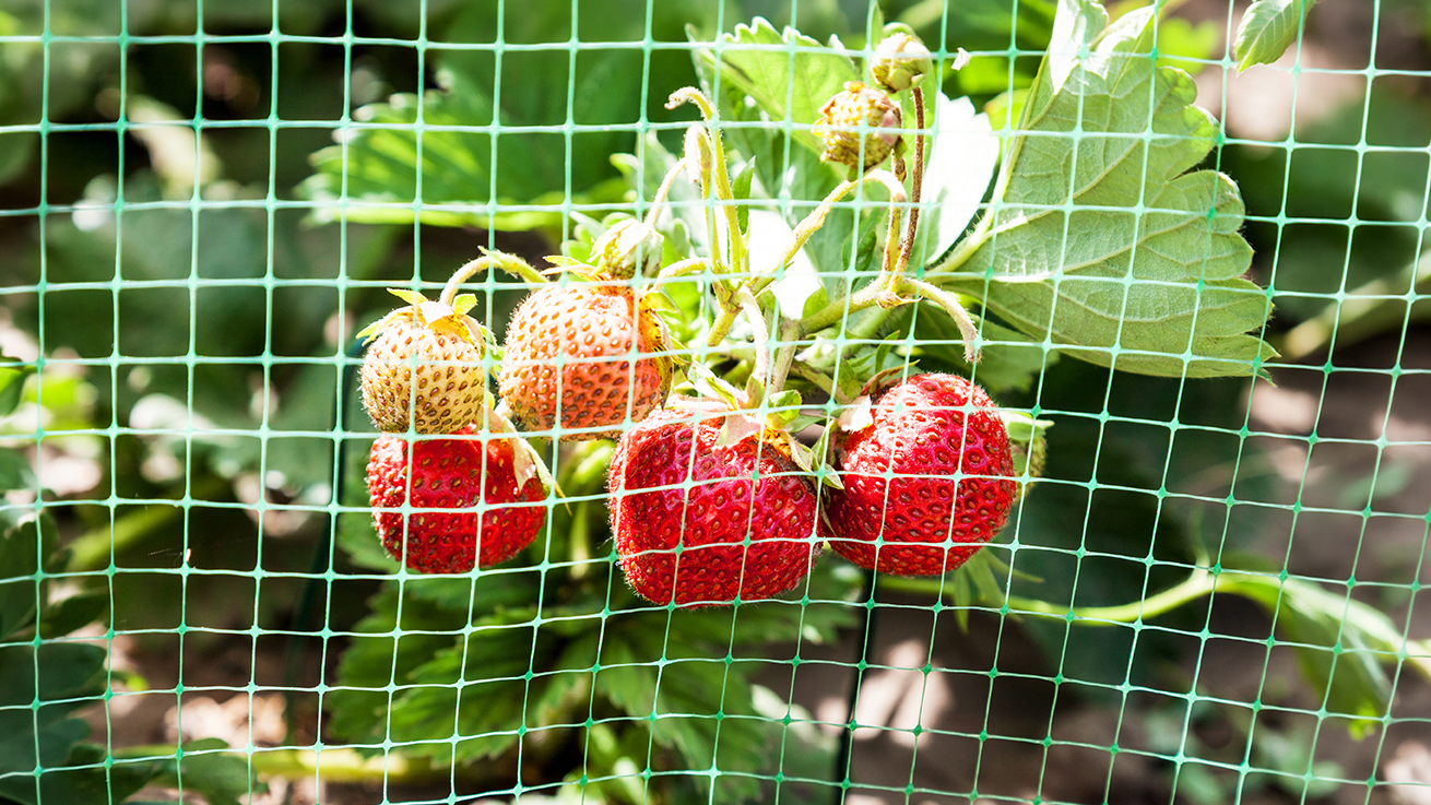 Strawberries bed covered with protective mesh from birds