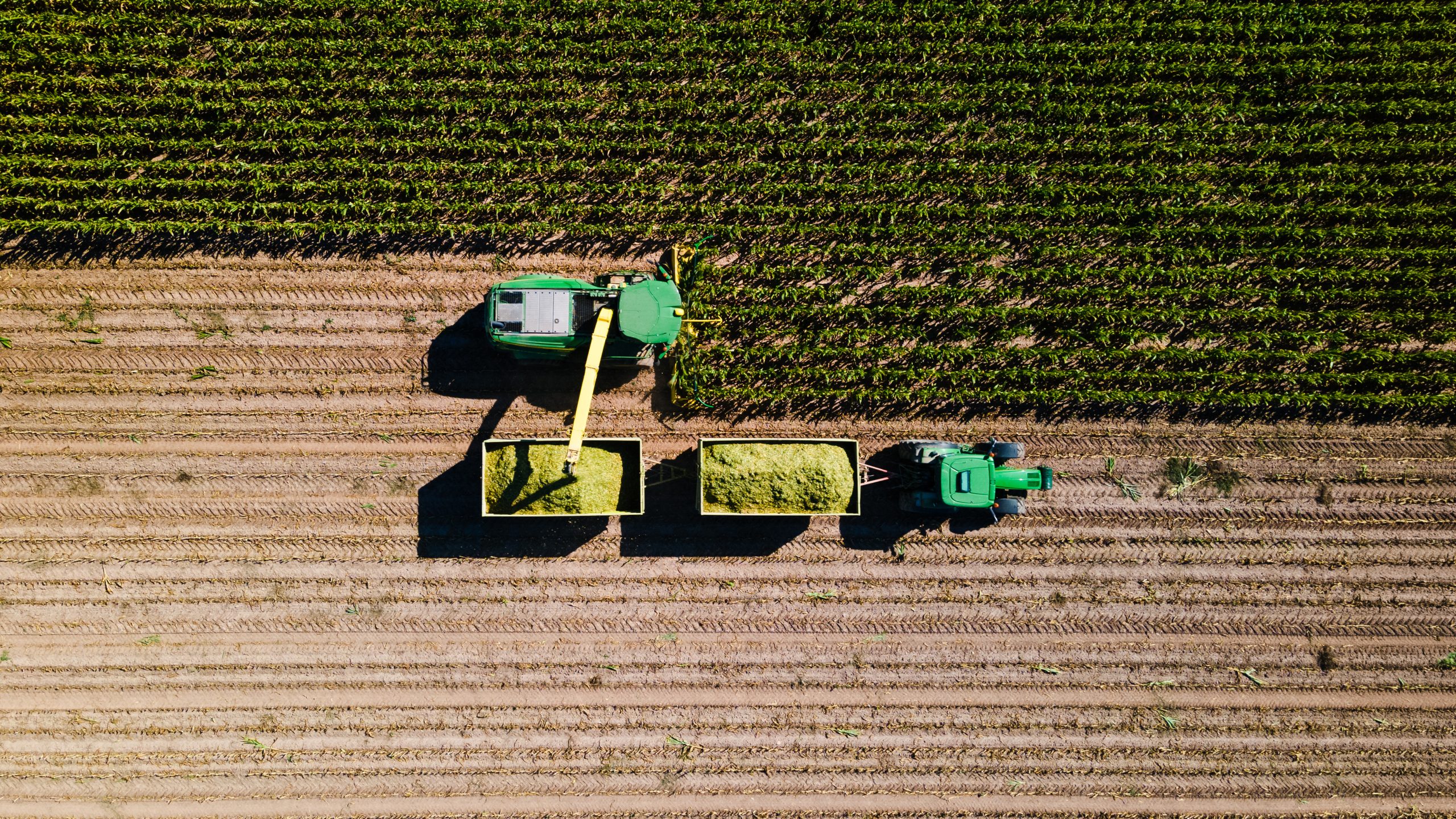 Corn harvest in the field seen from above