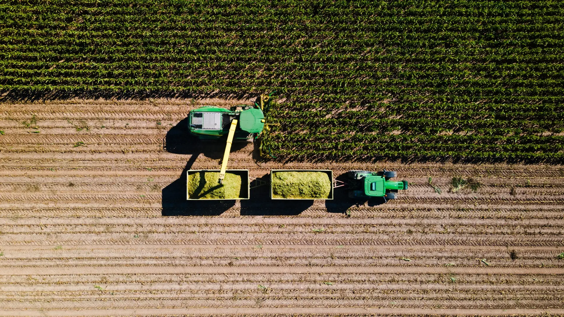 Corn harvest in the field seen from above