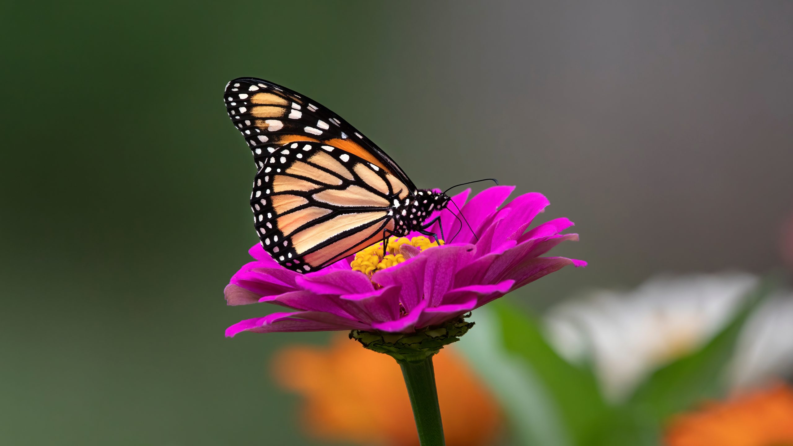 Monarch butterfly on flower