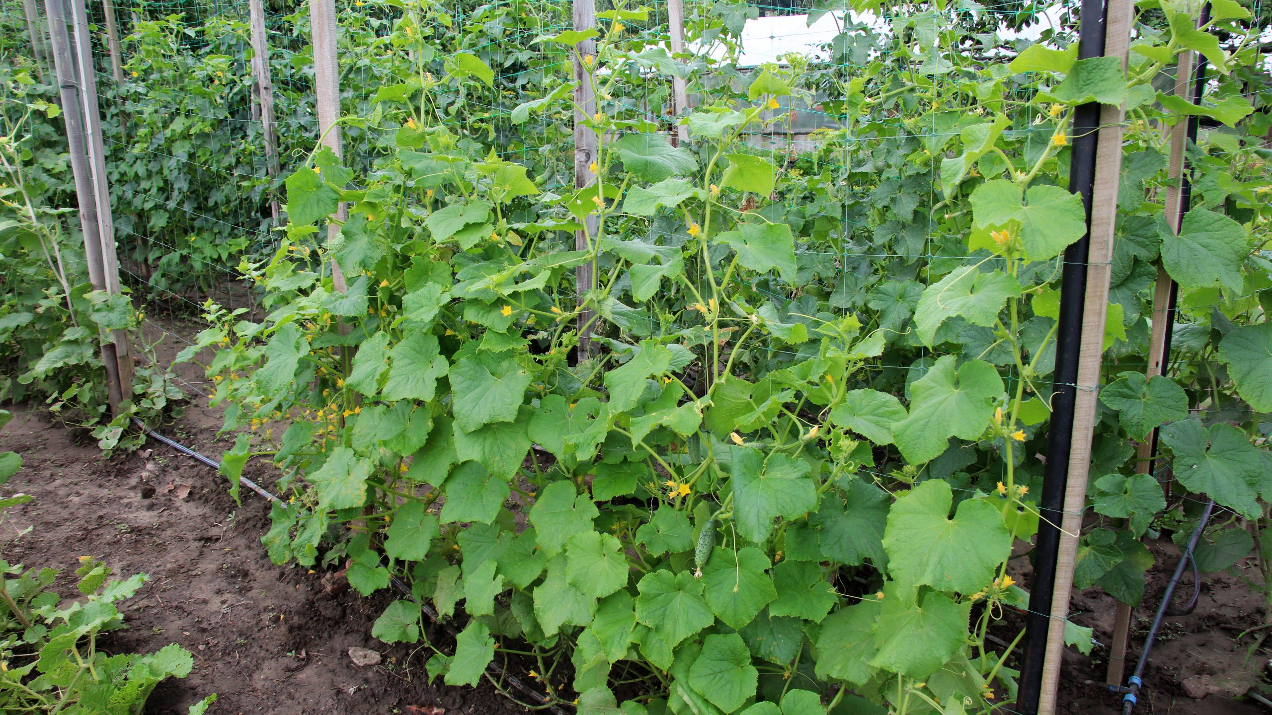 Growing cucumbers on a vertical trellis