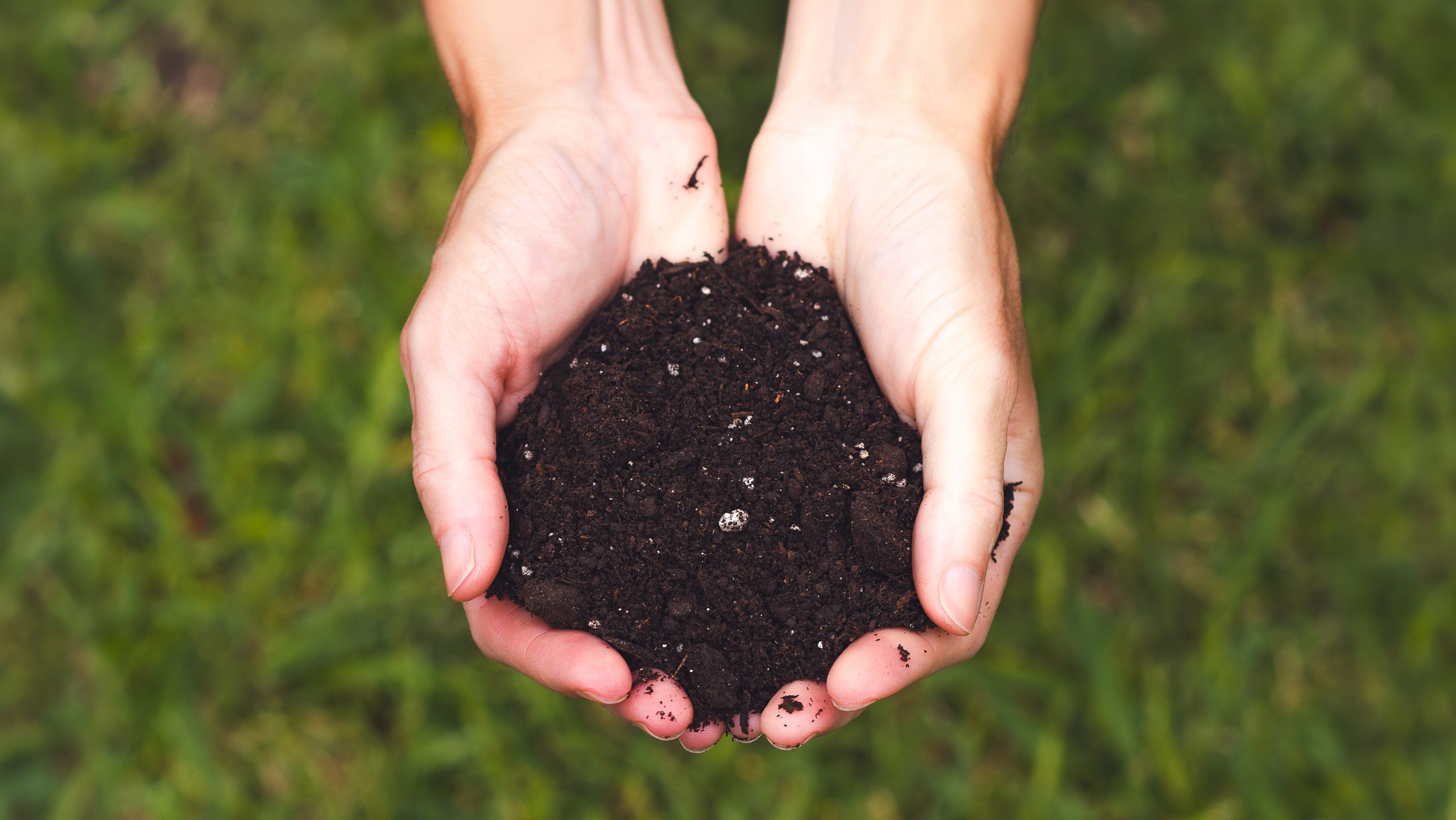 Female hands holding soil on green grass background, top view. E